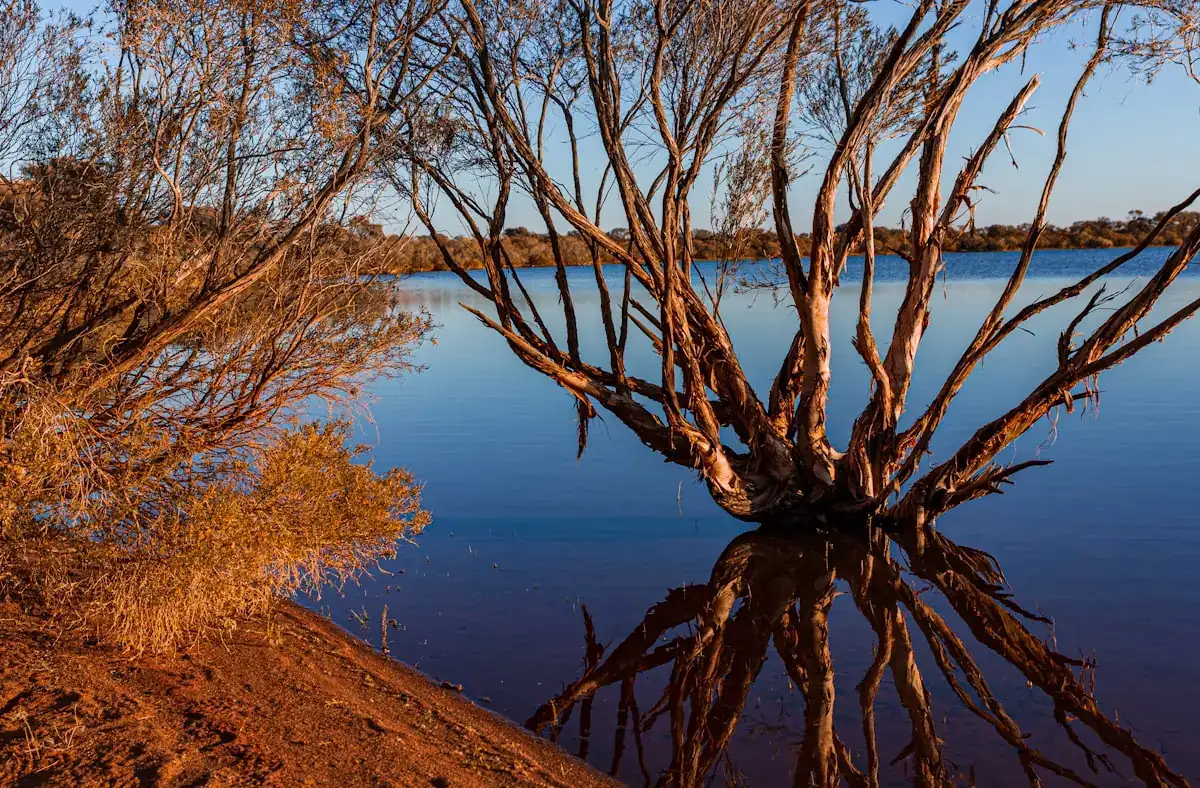 Calm tea-tree stained water surrounded by bush